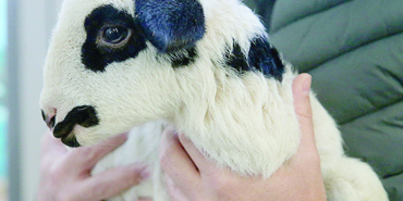 Tescilli karayaka koyunu üniversitede kurulan tesiste geliştir