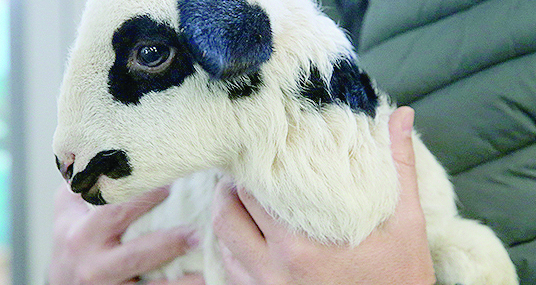 Tescilli Karayaka koyunu üniversitede kurulan tesiste geliştirilecek