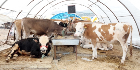 Yakacık Kurban Satış Alanına başvurular başlıyor